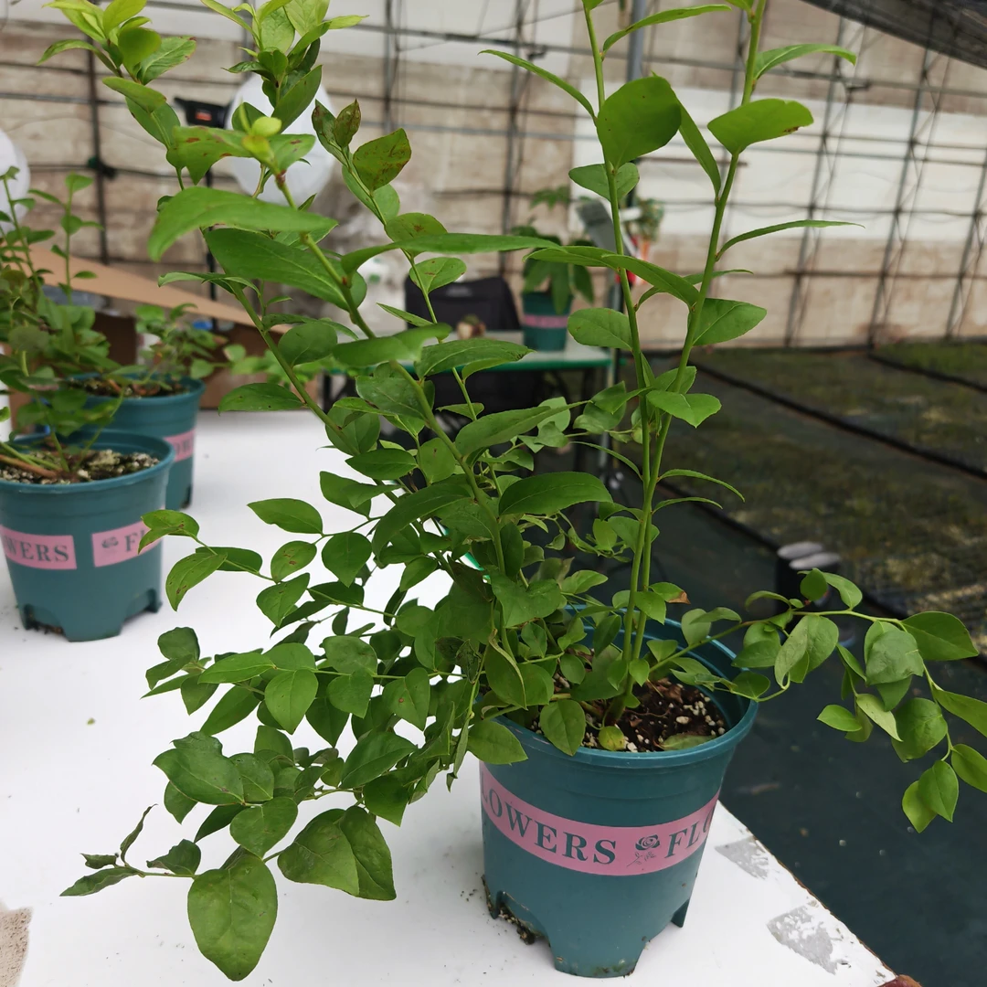 一加仑大钵L25花香蓝莓苗木花芽已形成
