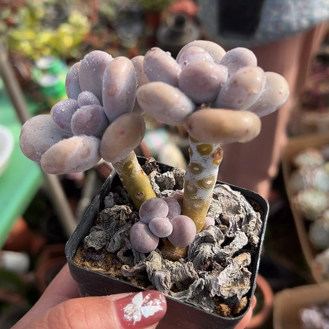 多肉植物文斯通群