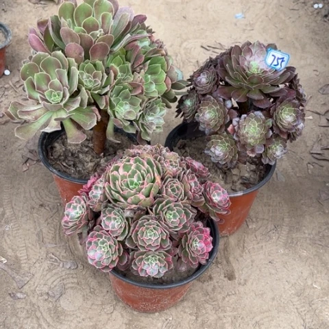 755多肉植物组合，