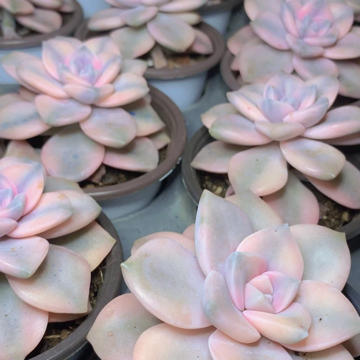 a15紫乐锦单头脱土