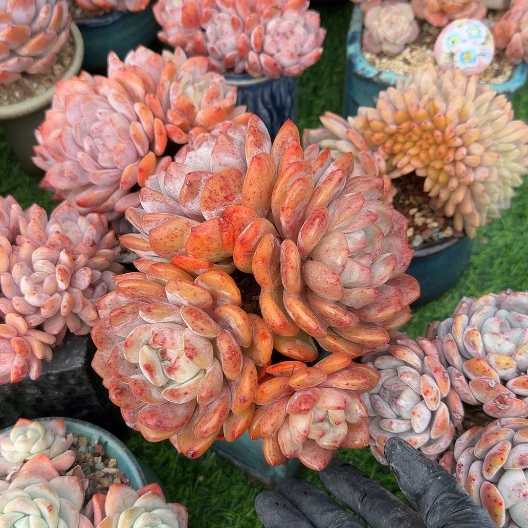 巧***豆橙梦露群生脱土发货