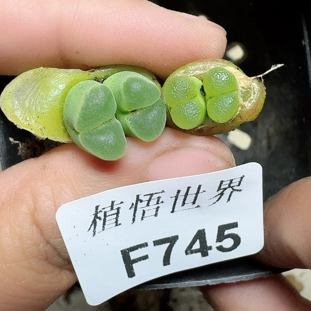 745号多肉植物哇f g