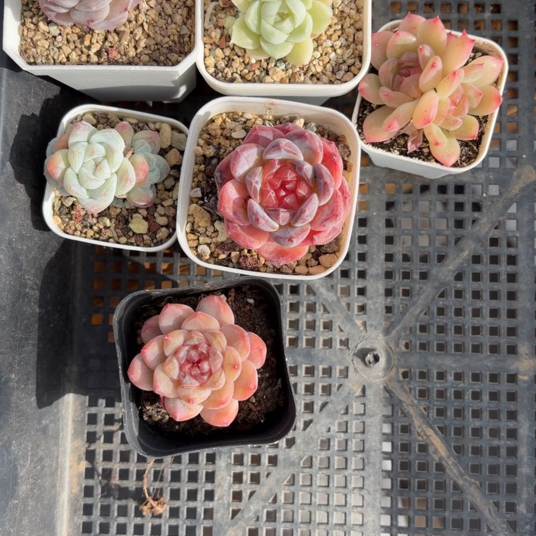 开播特价框拍福利筐哈哈哈