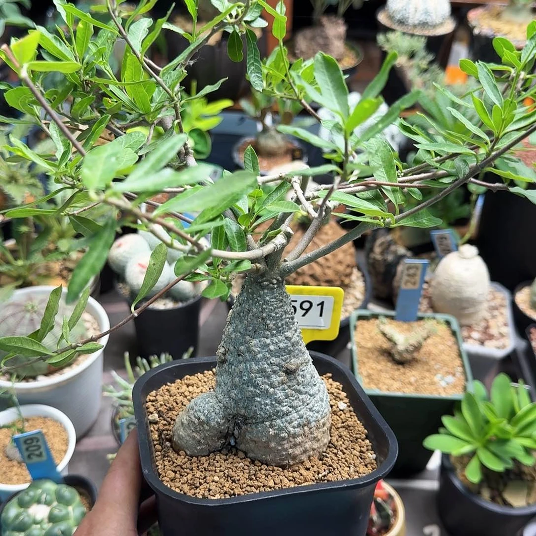 大火星人1591块根植物