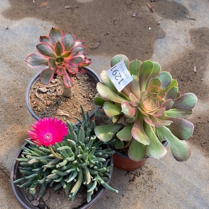 3盆多肉断头不包1291