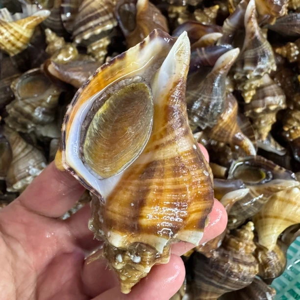 大连海螺 香螺江螺皮薄肉满 现捞现发保活到家（顺丰特快）