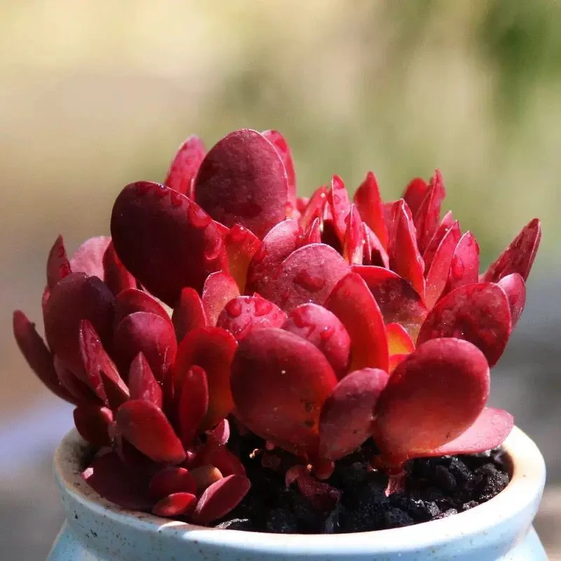 店铺凑满18元包邮-穴盘紫蝶多肉三公分左右