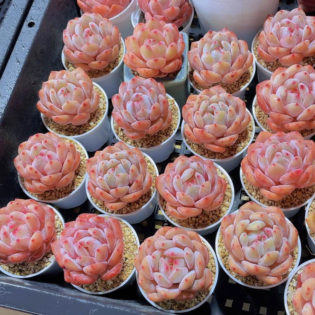 量拍66号 果冻韩版仙女橙单头5个