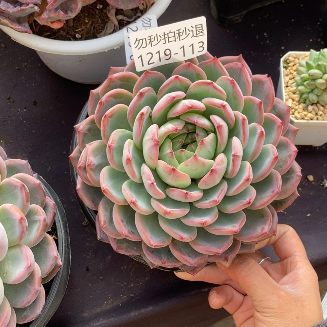 两单包邮1219-113红鸾