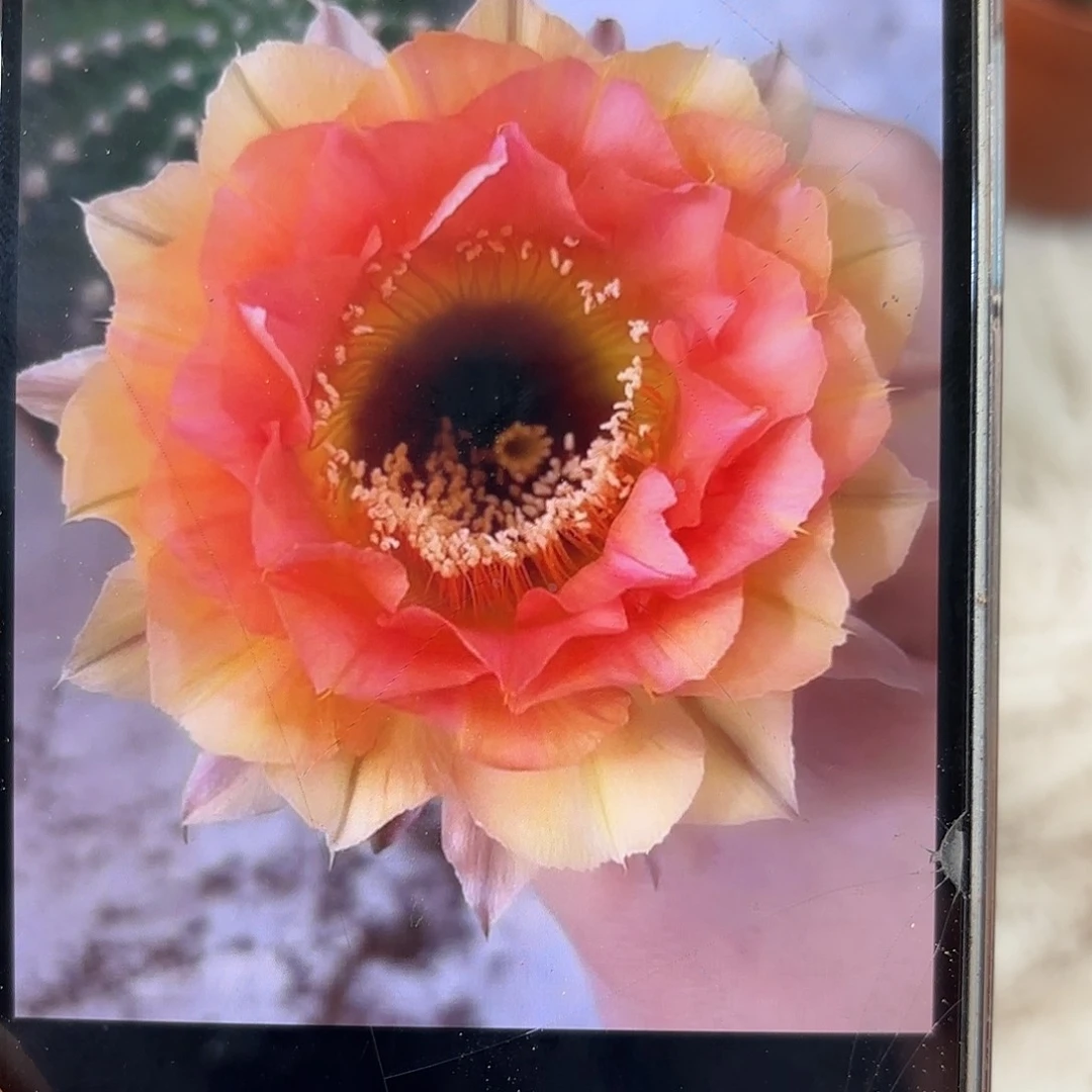 青青1-11号6公分左右