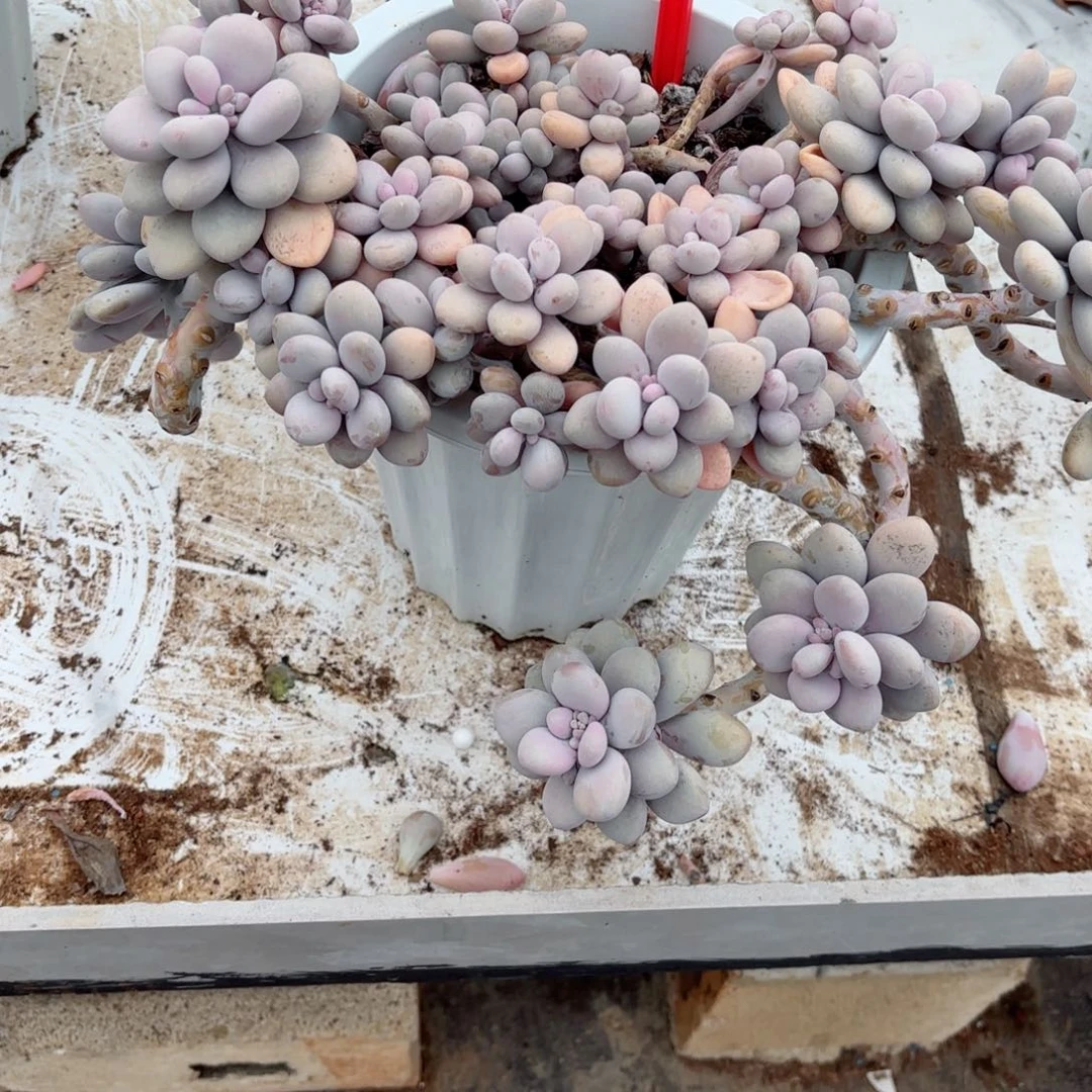 a****o桃蛋28-45。