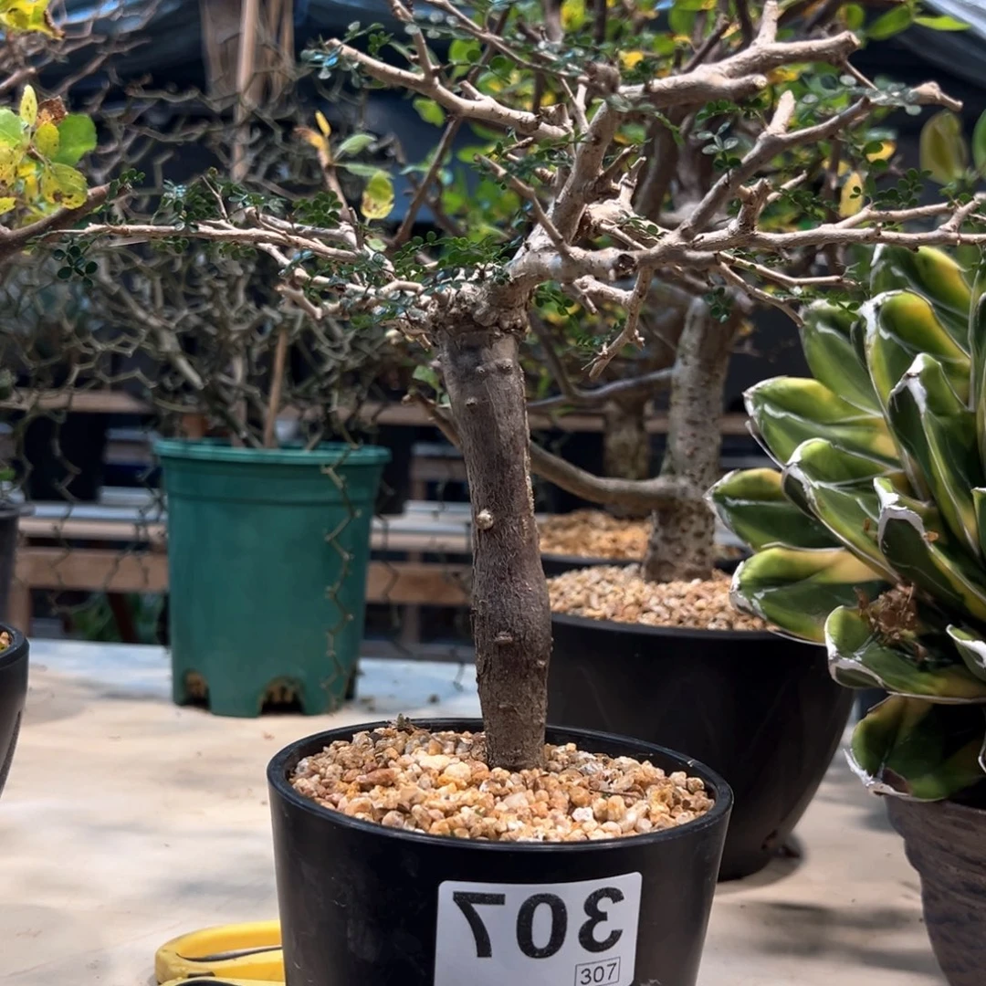 得***307象足漆树带盆发货植物