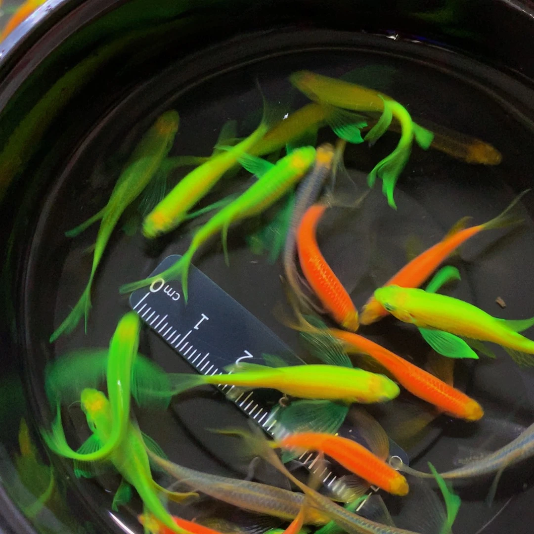 斑马鱼蝶翼斑马混搭20条（3-4厘米）