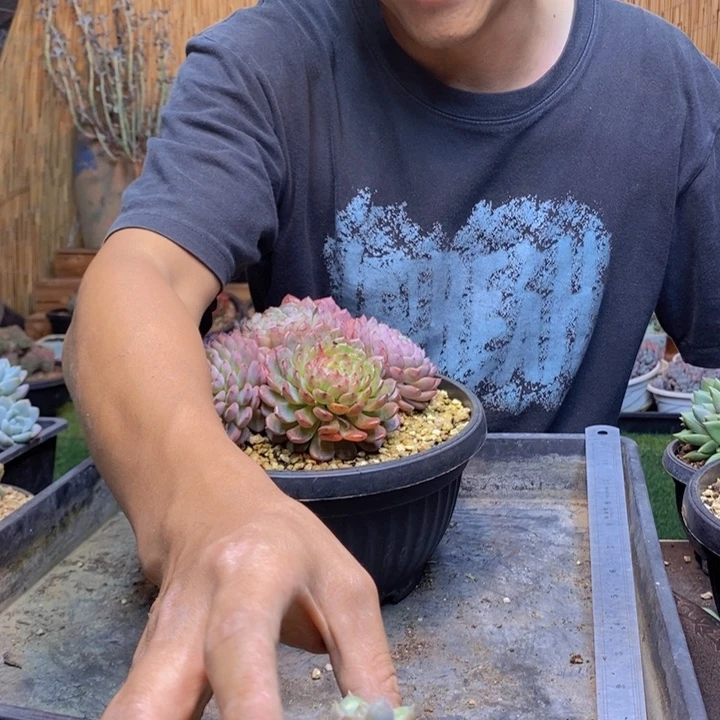 辰***宁597号号象牙多肉植物