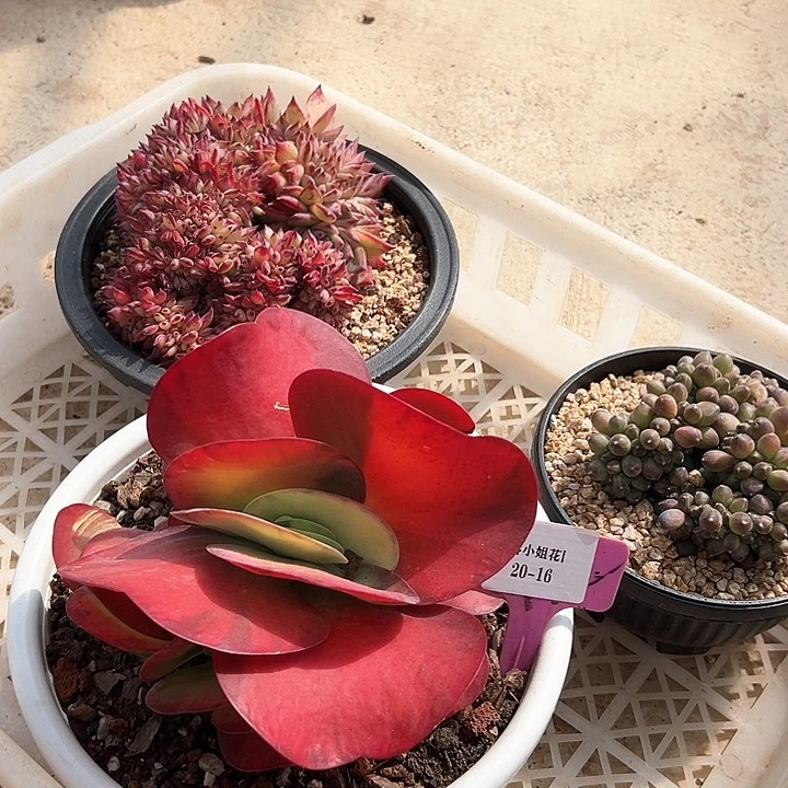 20.16一筐多肉植物