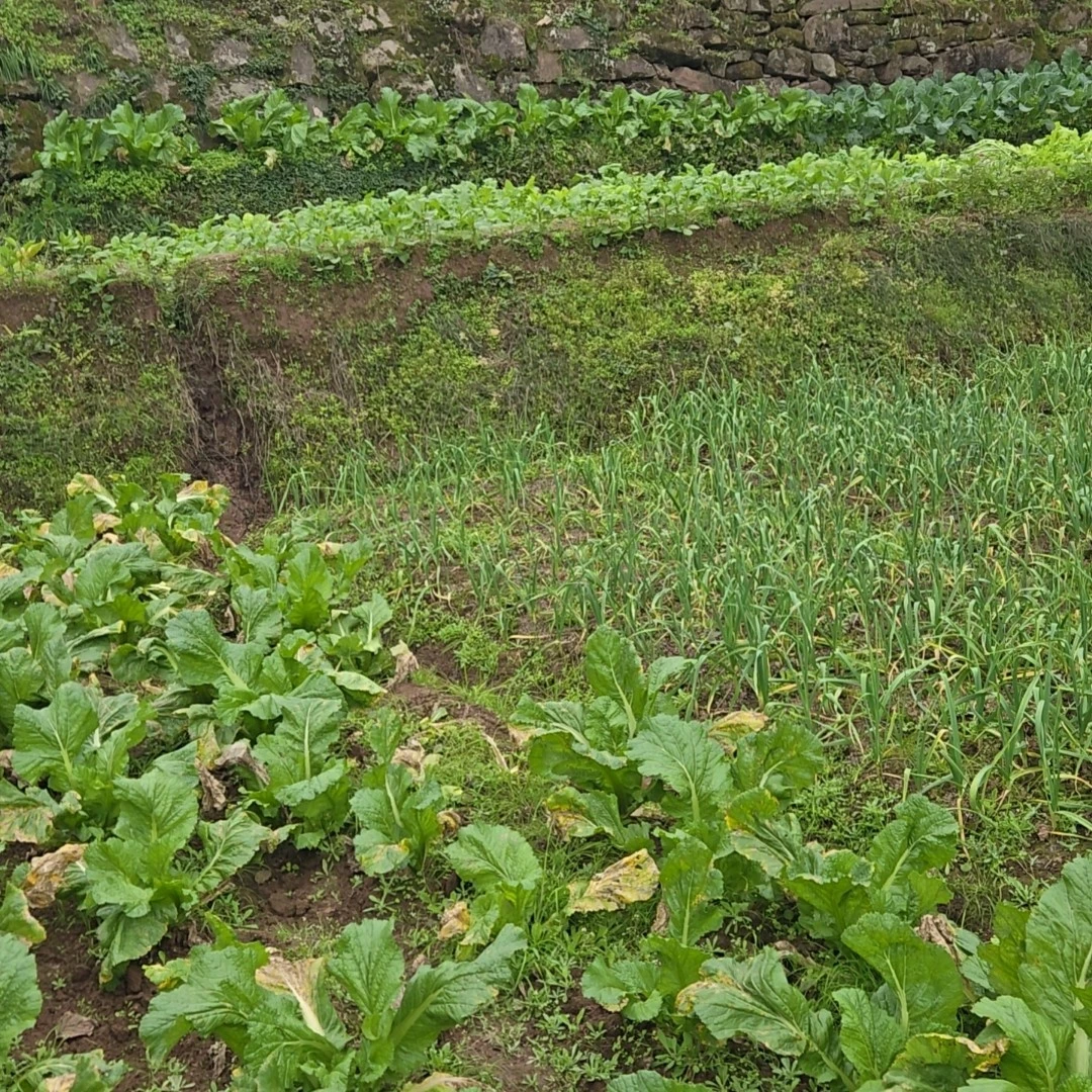 四川高山农家蔬菜