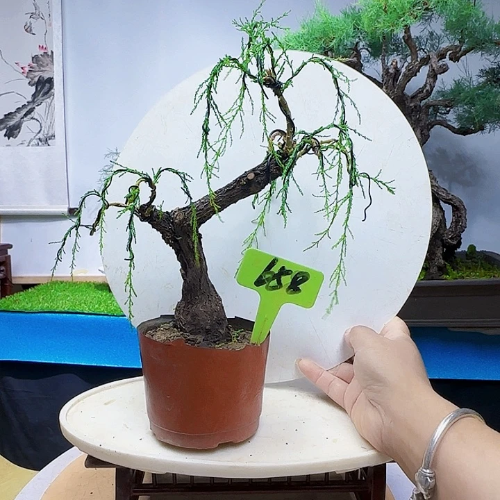 7***哥无花朵三春柳柽柳狗狗货架看