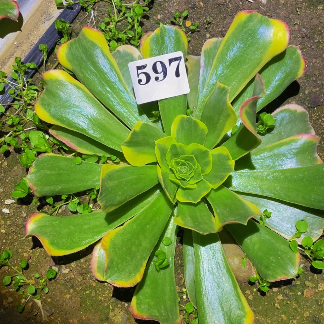 特斯拉多肉植物597