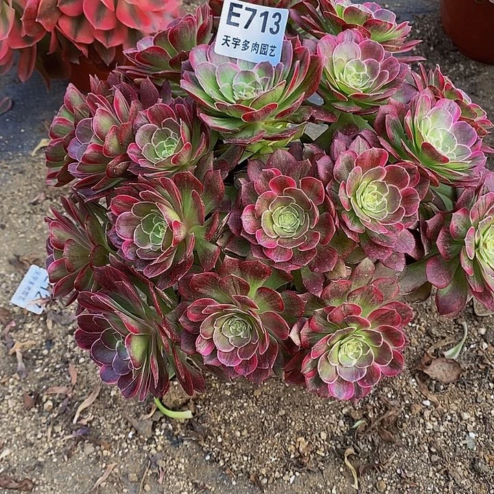 多肉莲花713多肉