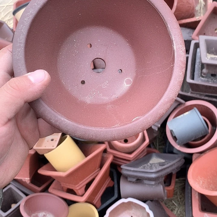 紫砂我要不明天要