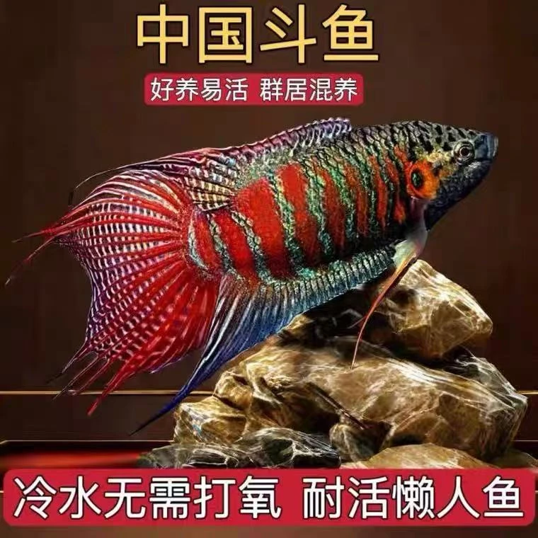 中国斗鱼活鱼活体普叉冷水淡水观赏鱼旁皮婆叉尾耐养花手巾新手鱼