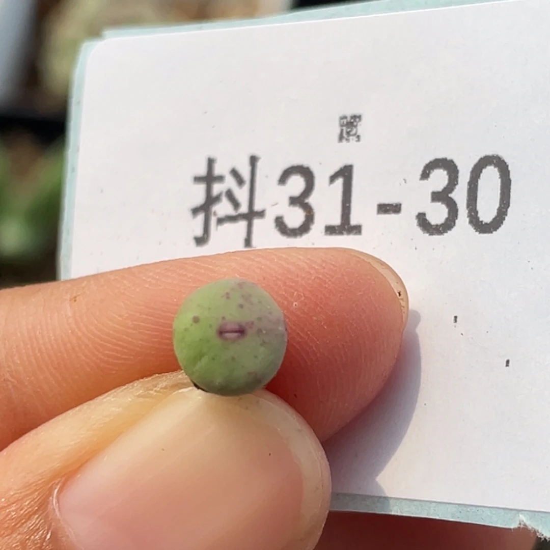 31-30嘴多肉植物肉锥