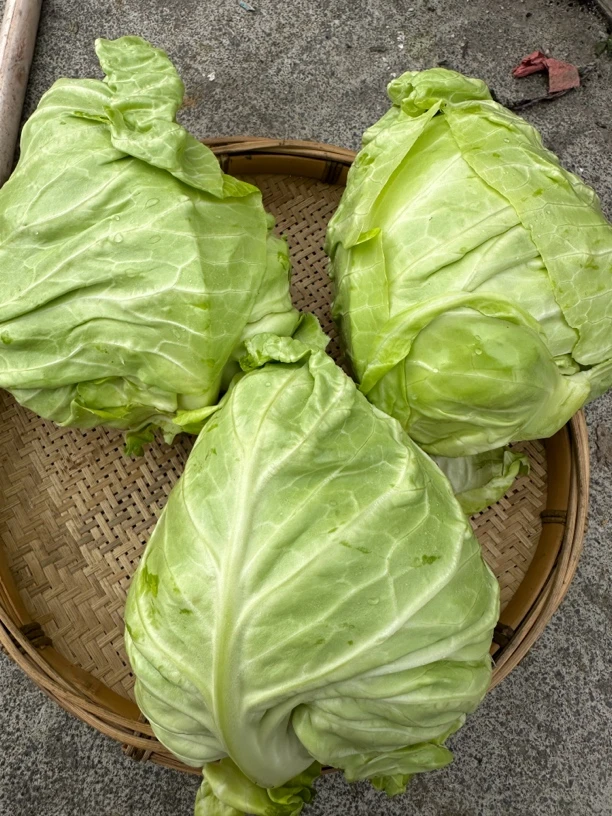 湖南湘西农家自种牛心包菜