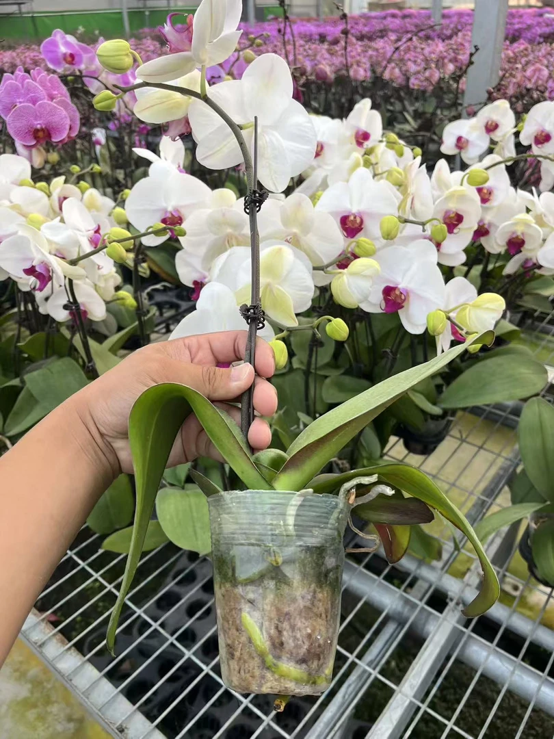 (白花红心)蝴蝶兰鲜花绿植 经典年宵花品种 带花带苞 室内盆栽