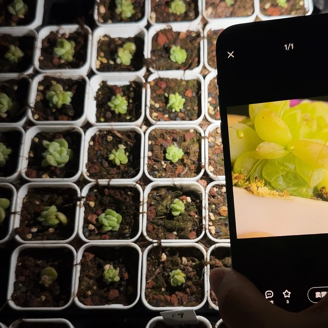 若梦盆外棚一个满25包邮