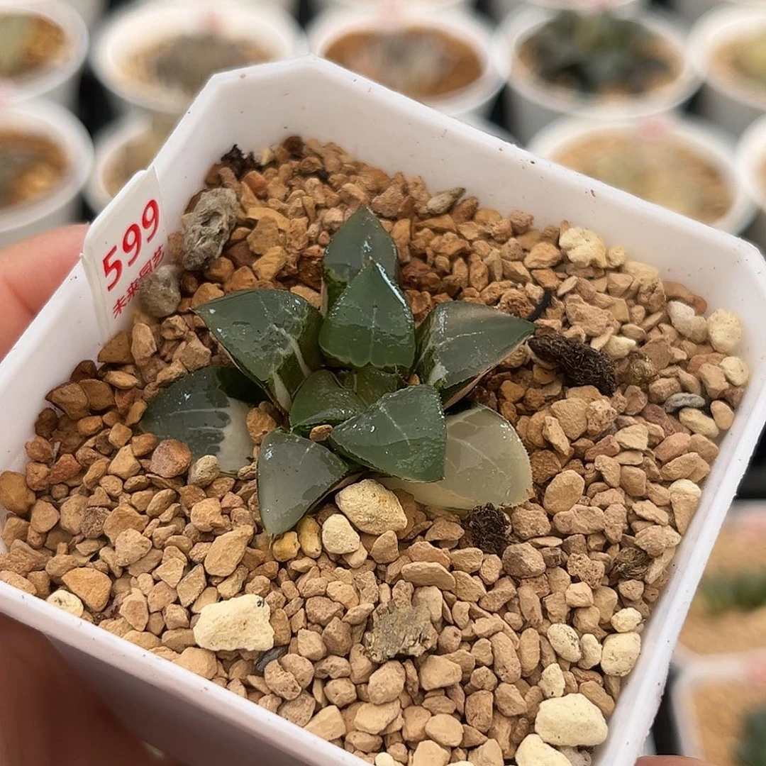 599木叶克锦福利福利