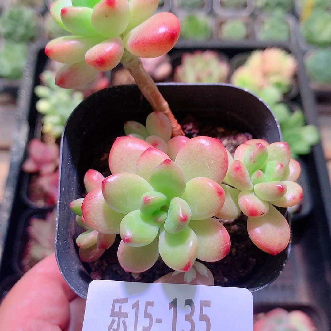乐然15-135 香格里拉