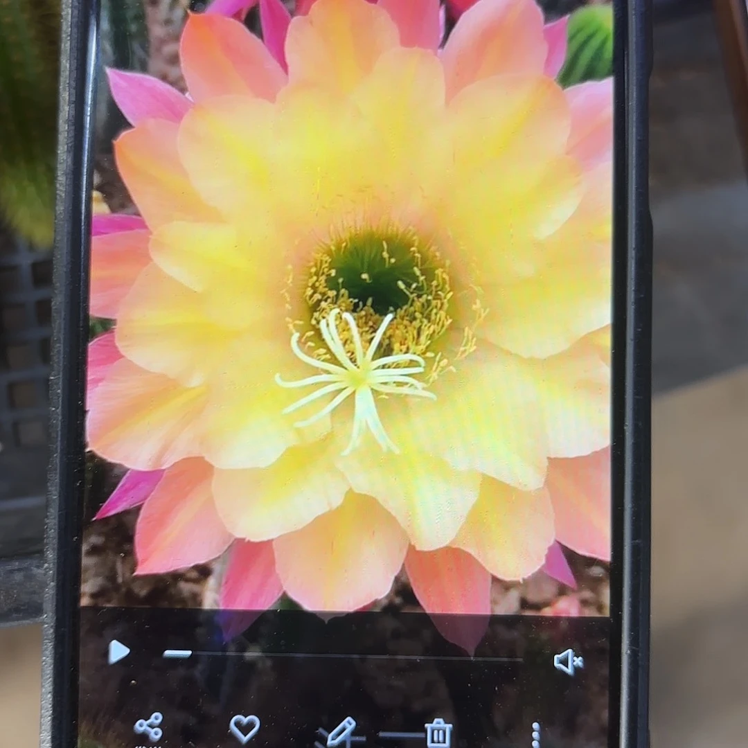 法三毛侧牙20包邮瑕23