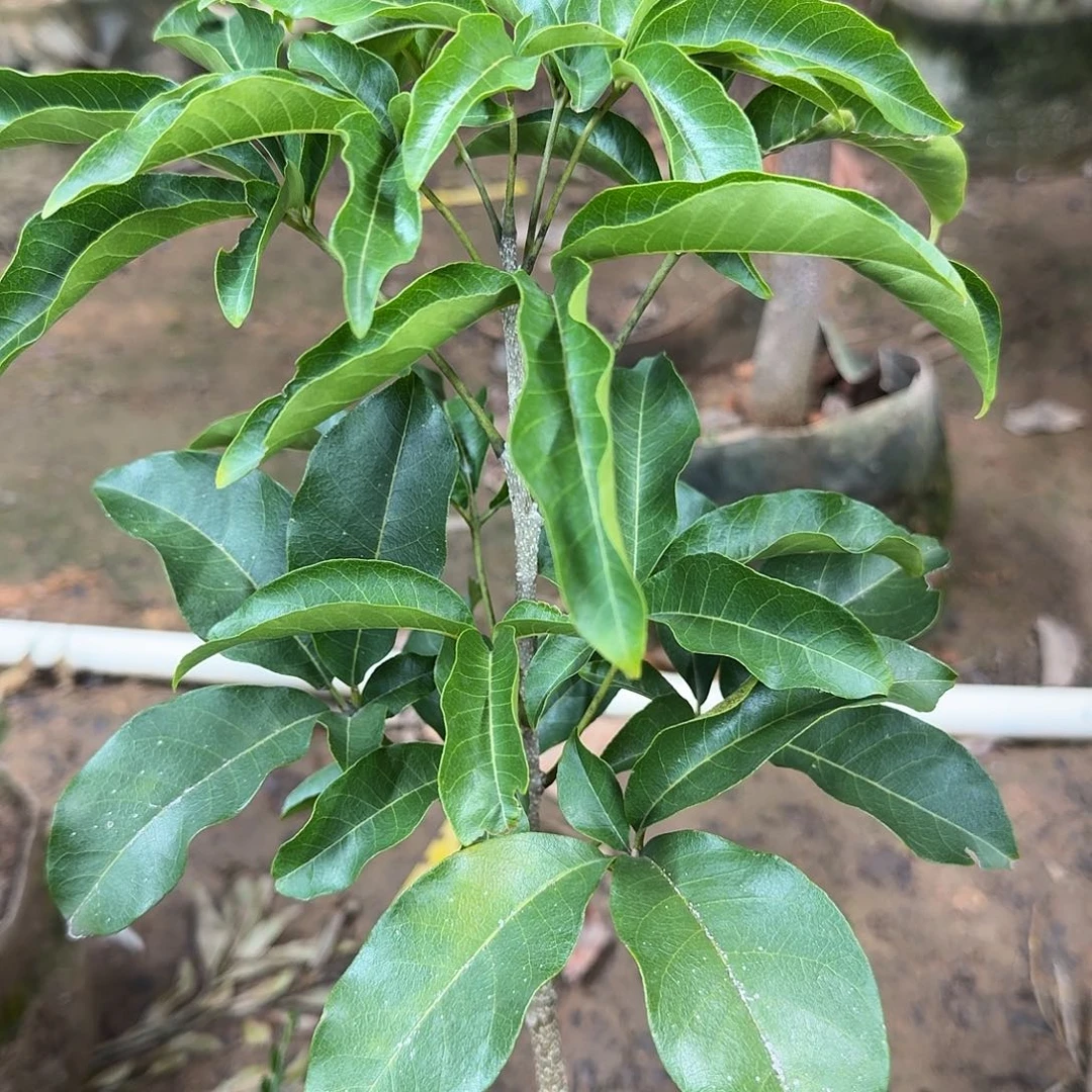 静***单当前无花栽培后可以开花状元红