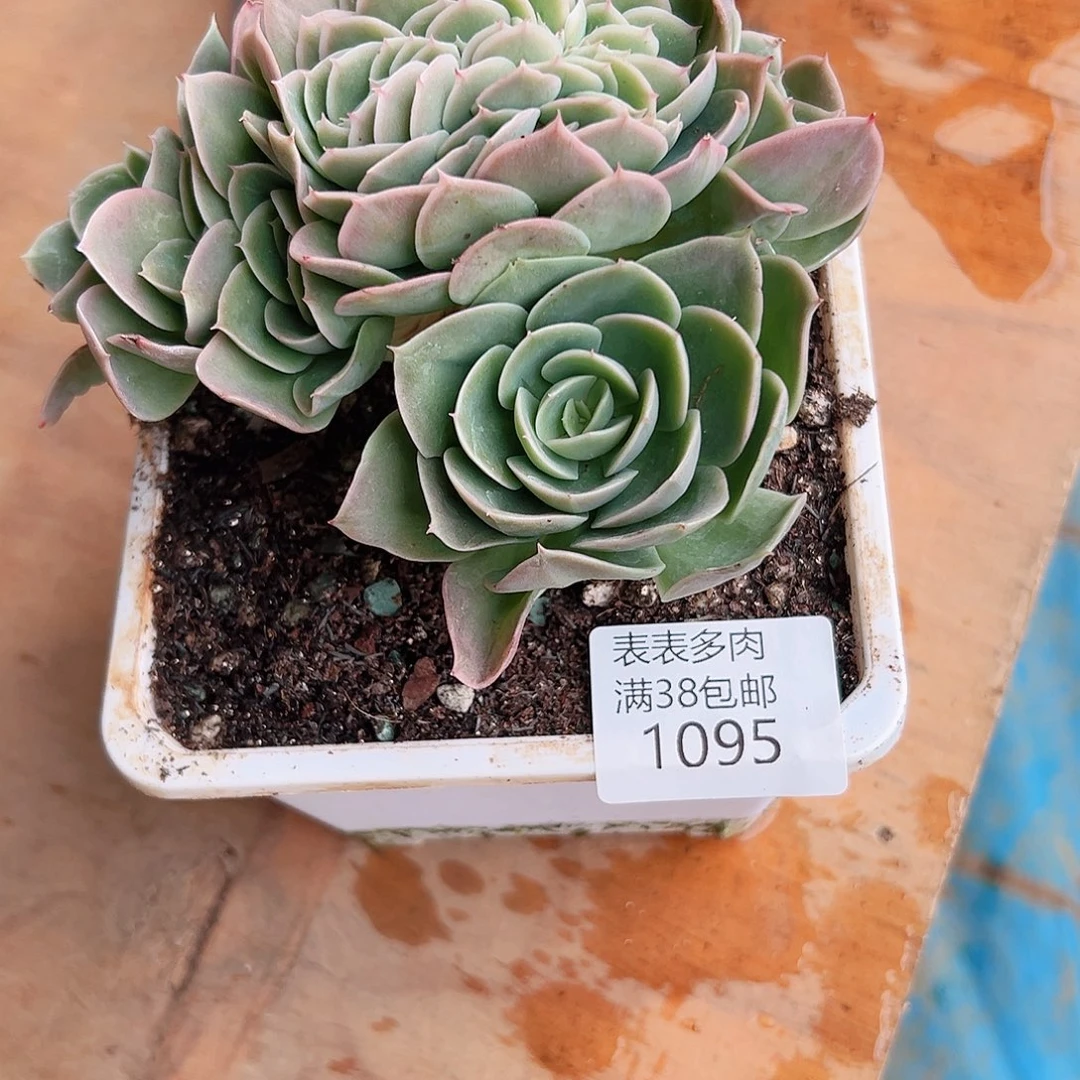 璎****多肉一物一拍植物1095