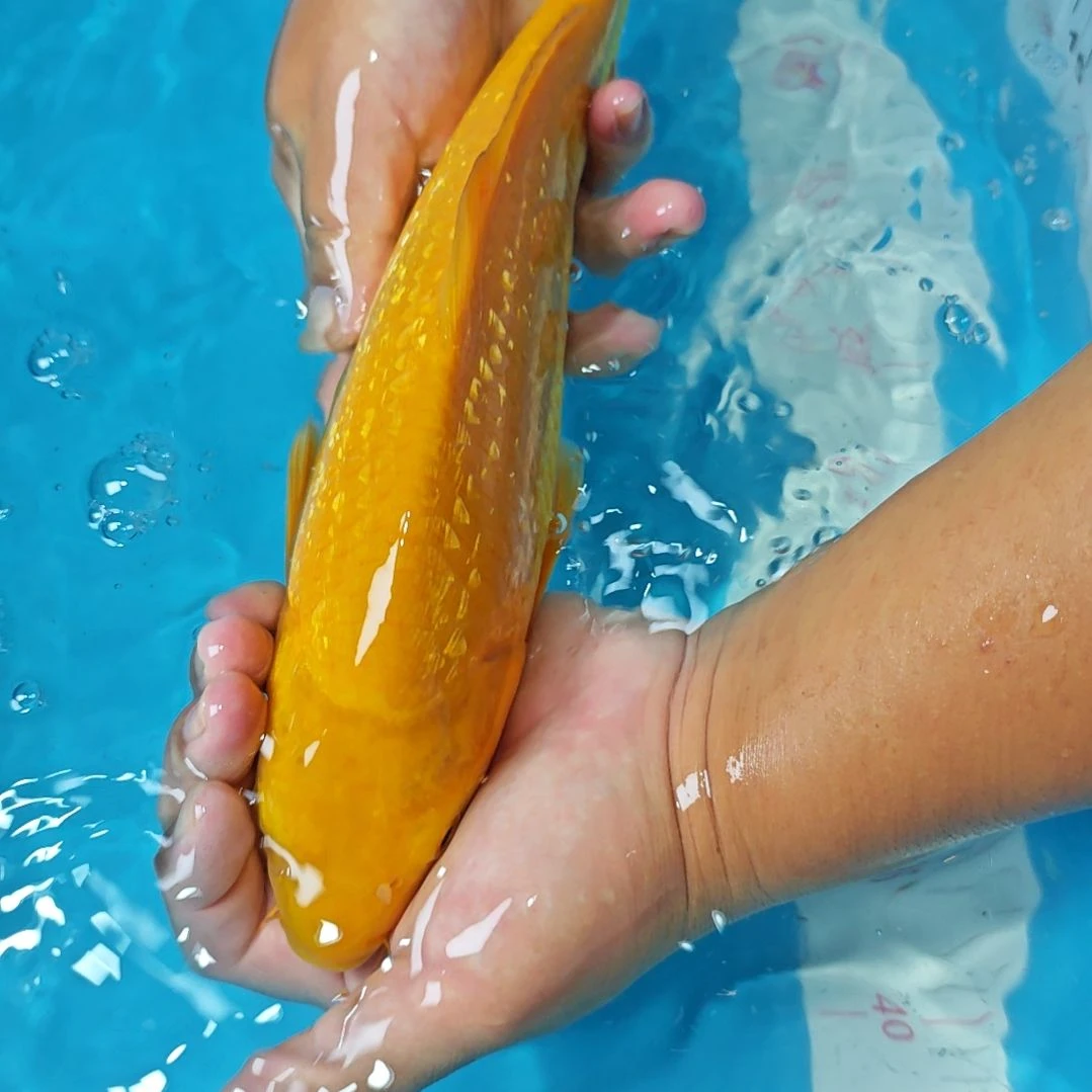 锦鲤11.3双十一大促