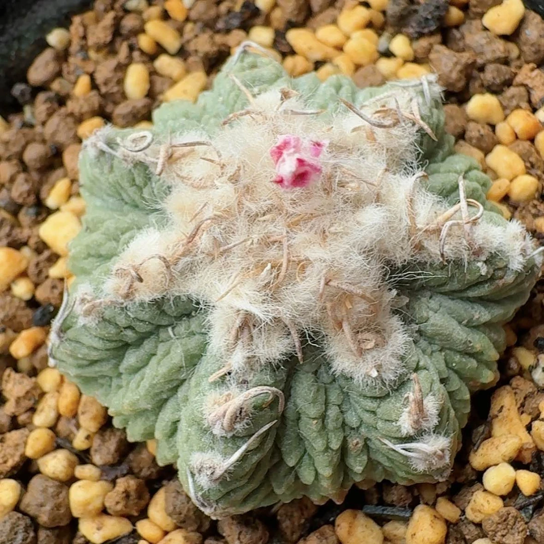 【闪购商品】实生花笼带盆哈哈