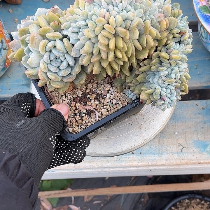 多肉植物一物一拍