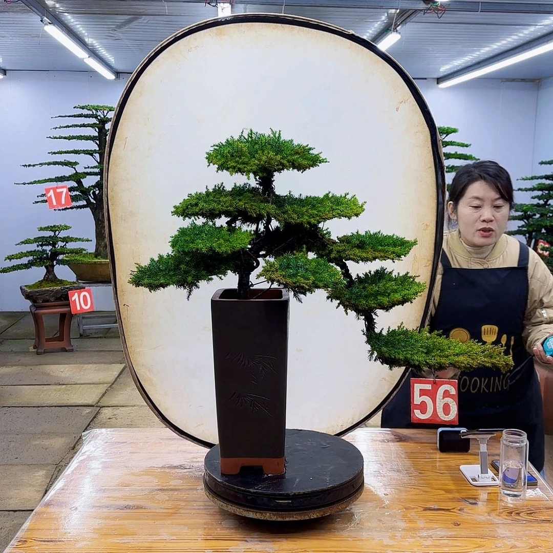 无花朵盆景直播间一物一拍