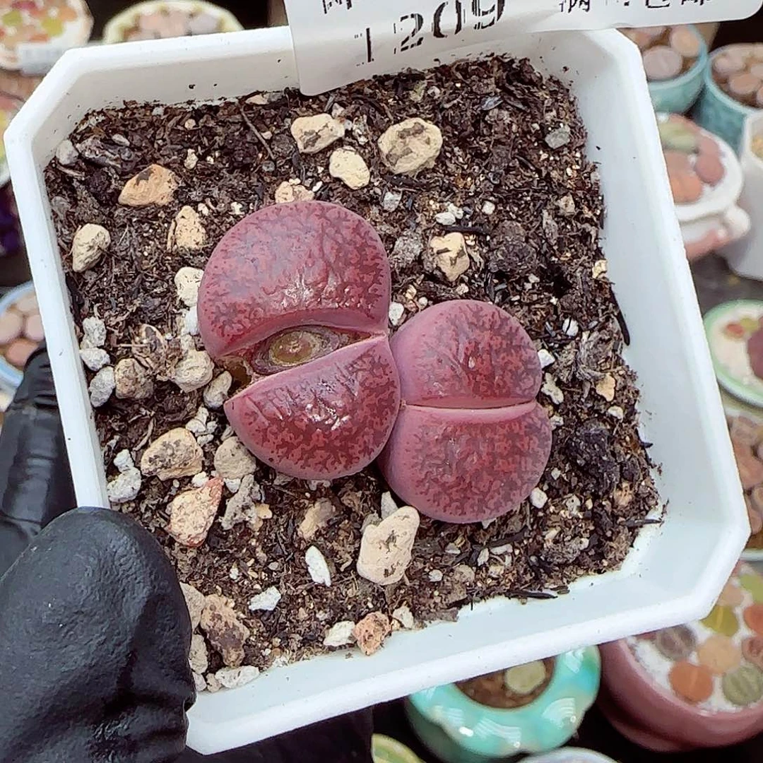 生石花满18包邮1209-215