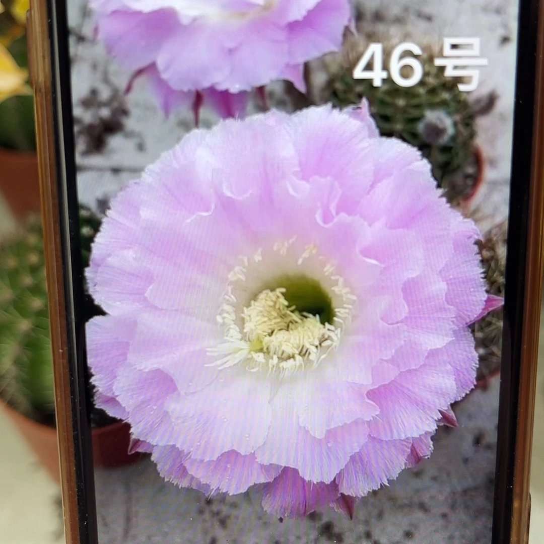 彩草46号6-7公分左右