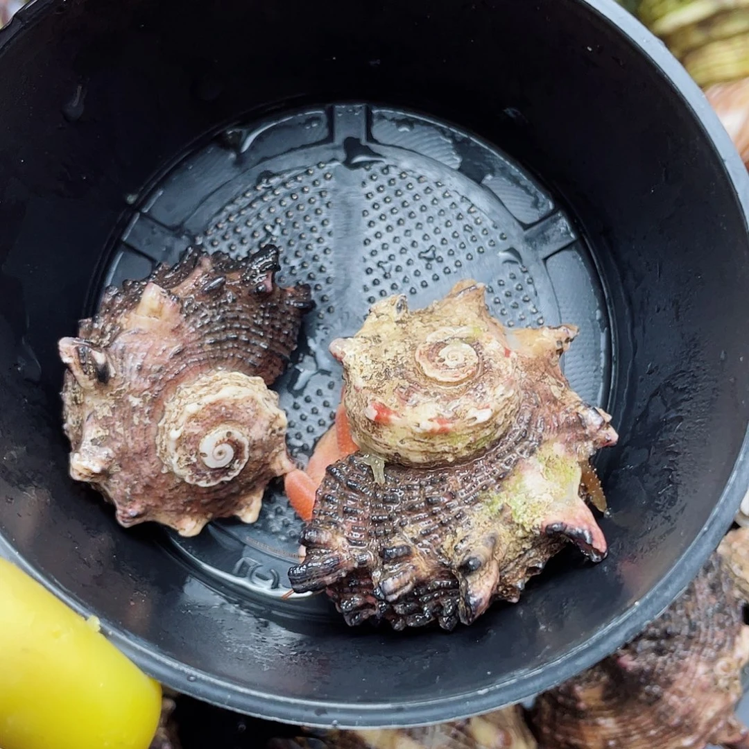 2只新岛异彩磨尖寄居蟹