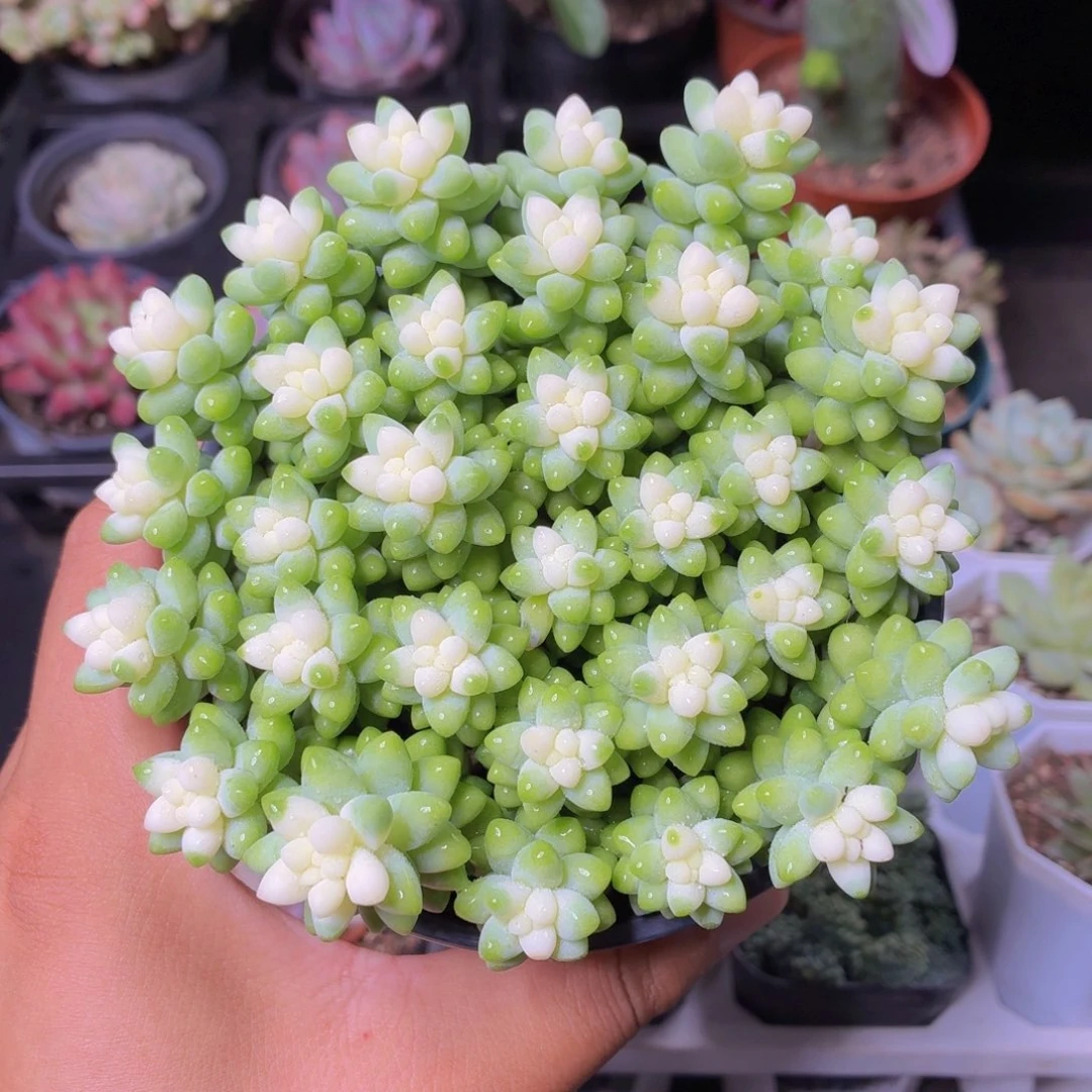 雪花玉坠多肉9.9包邮发货