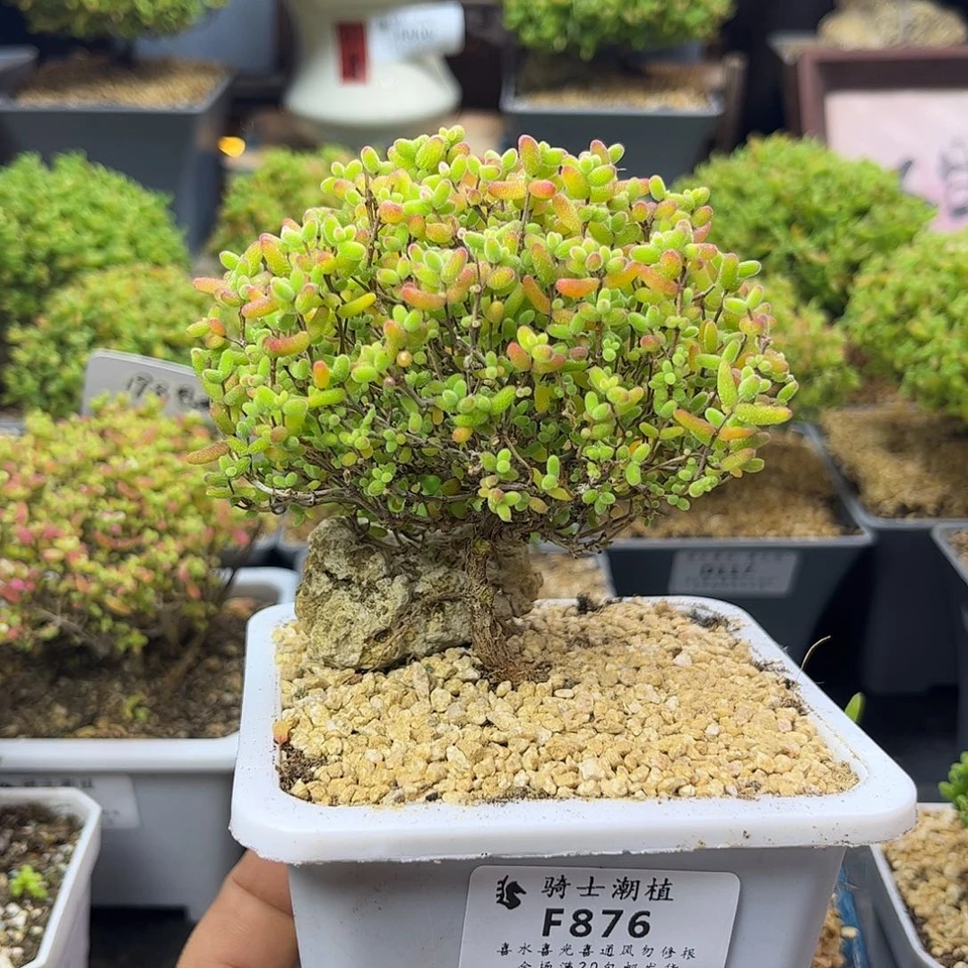 876蜜橘糖球枝干番杏