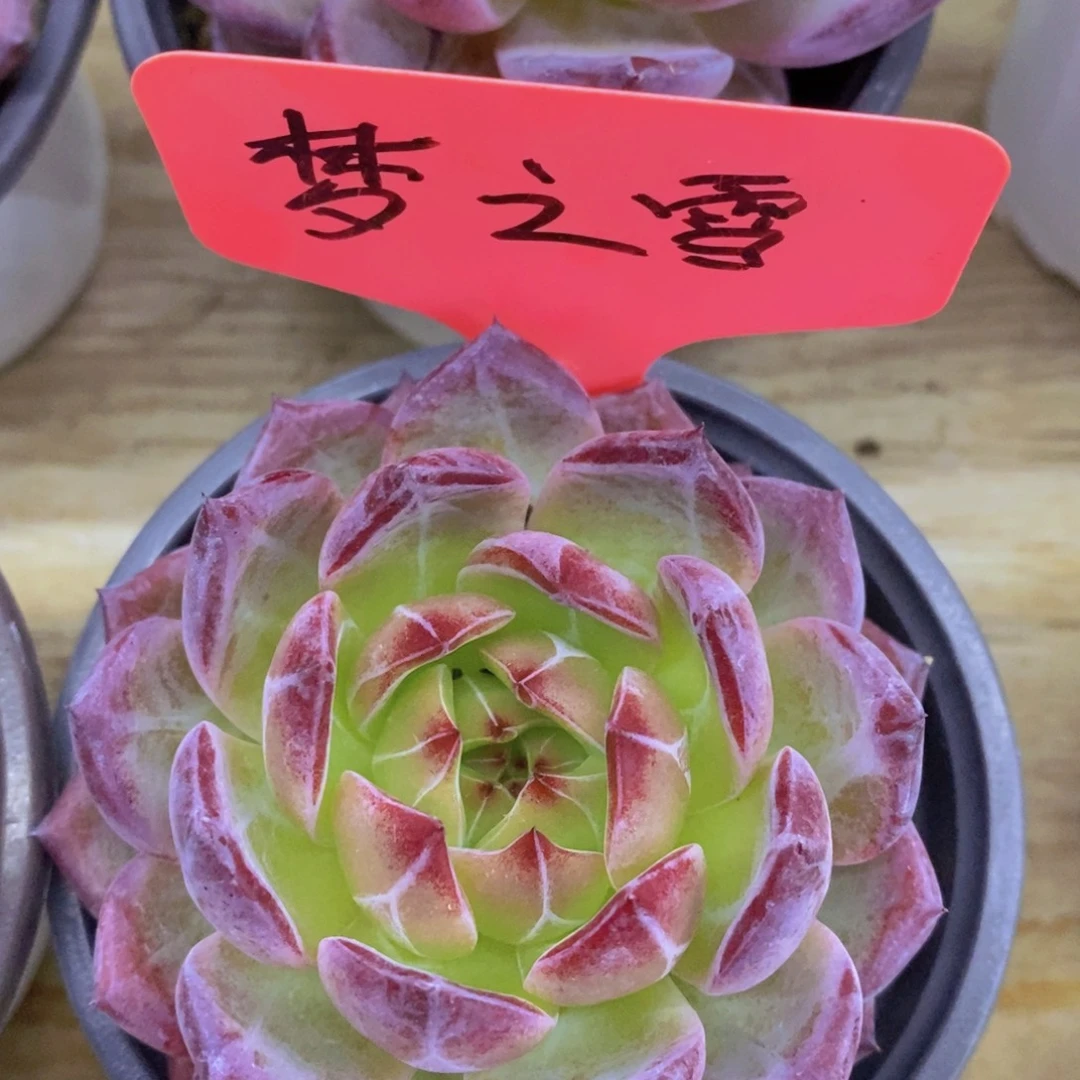 晚上，秋天的第一个多肉