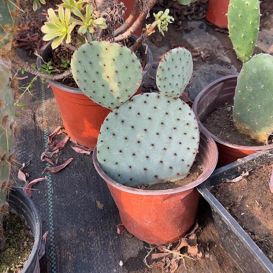 多肉植物多肉植物