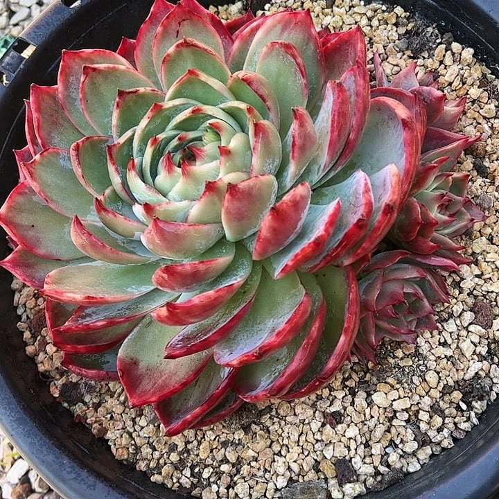 惊鸿仙子一物一拍