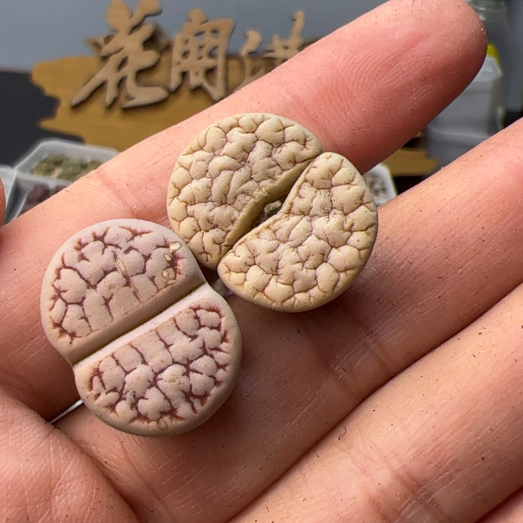 【闪购商品】000000023