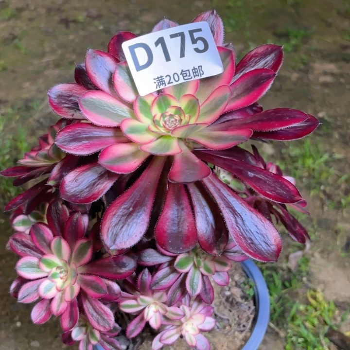 瑞妈园艺，2.2.175