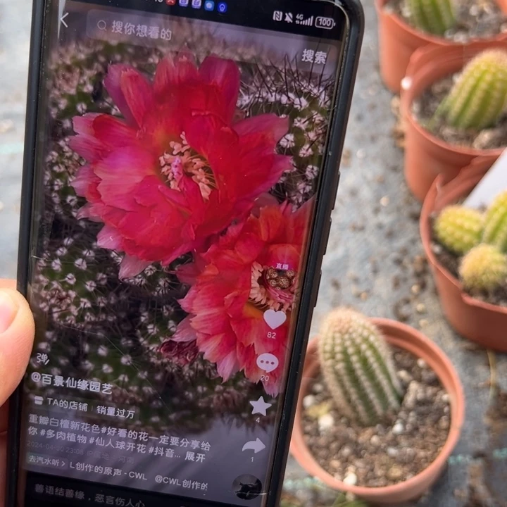 白檀145重瓣白檀单颗