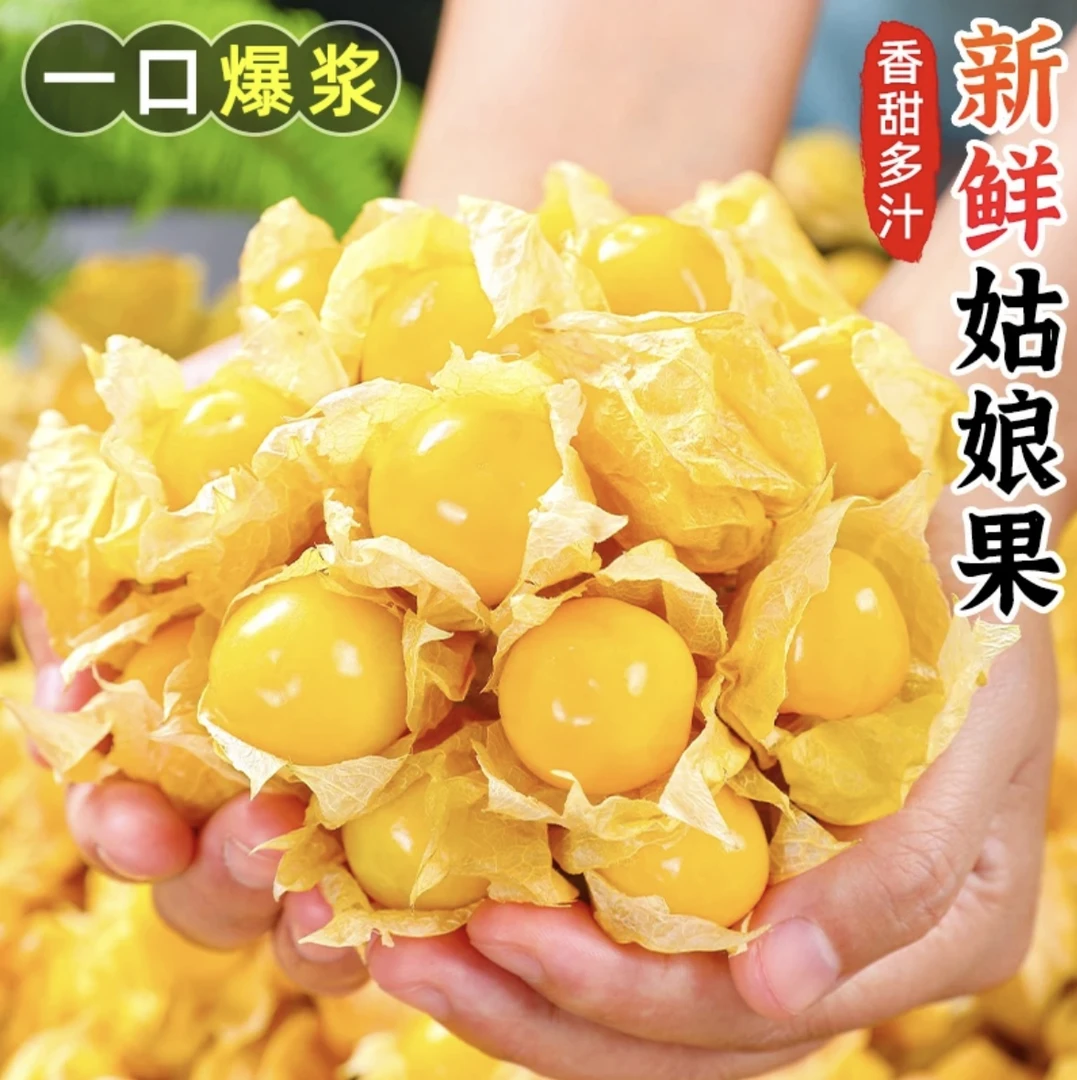 【一口爆汁】姑娘果灯笼果当季新鲜采摘现摘现发香甜爽口奶香多汁